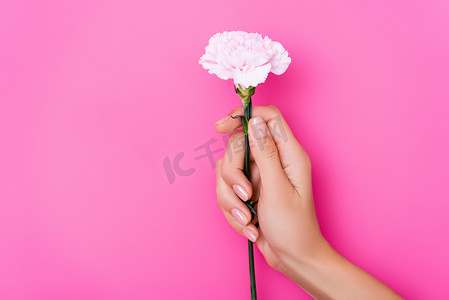 粉红背景下手握康乃馨花的美容美发女子的局部视图