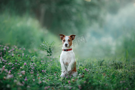 遛狗摄影照片_自然，绿党，在草地上的杰克罗素梗犬遛狗