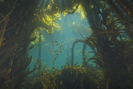 加利福尼亚摄影照片_海藻在加利福尼亚水下海带森林
