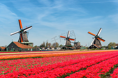 风车的摄影照片_荷兰的郁金香和风车在花束的景观 