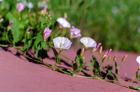 在温和的夏日阳光下，田间杂草（圆草）的花朵的特写镜头。自然背景与晨光（卡莱斯特吉亚）花。软图像.