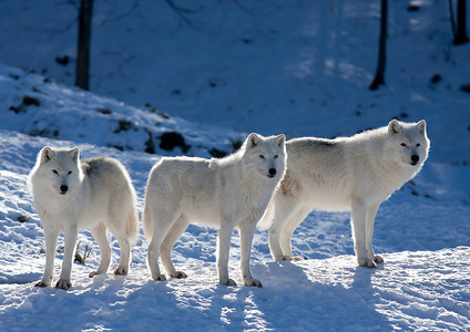 北极狼 (arctos) 站立在冬天雪在加拿大