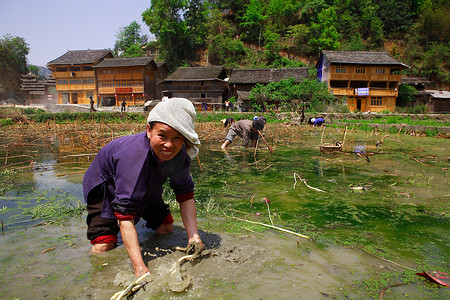 中国的女人站在稻田里膝盖深的水。水田。贵州省、 中国、 董族裔女性在稻田附近李肇星董村，西南中国，2010 年 4 月 8 日.