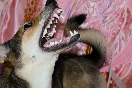 咧嘴笑摄影照片_这只狗咧嘴笑着抬起头来.愤怒的动物.