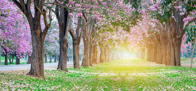 浪漫绽放的粉红小号花树的全景镜头, 它看起来像春天公园里的樱桃树.