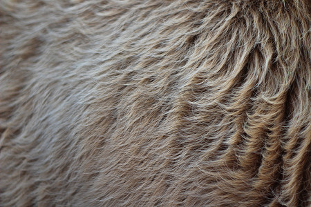 褐色药汤摄影照片_动物毛皮质地背景毛褐色焦糖色