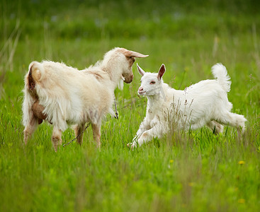 White goats on meadow