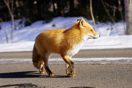 狐狸在冬天 hokaido