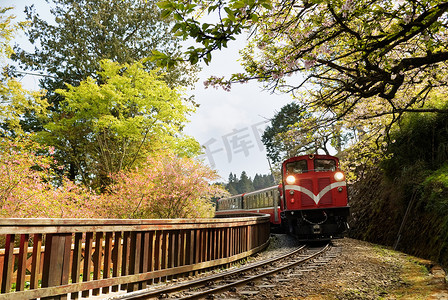 阿里山摄影照片_森林小火车