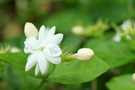 国潮白花摄影照片_茉莉白花