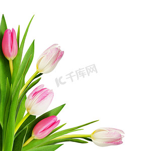 粉红郁金香花在角落排列，与白色背景隔离