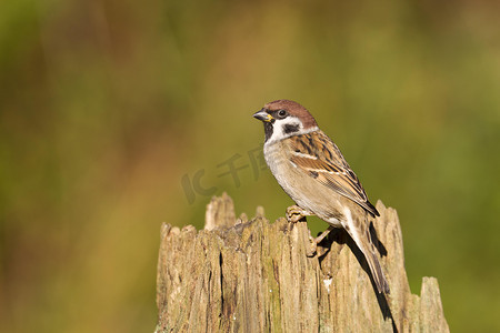 used摄影照片_Eurasian Tree Sparrow on a stump used as a food stand, Gifhorn, Lower Saxony, Germany, Europe