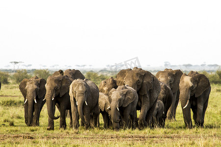 大象群通过马赛马拉移动.