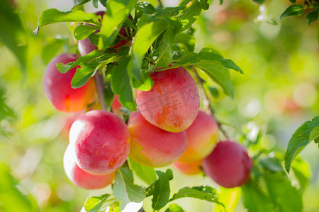 大红喜服摄影照片_李子树与果子。在日出近的时候, 李子树上有美味的大红李子.