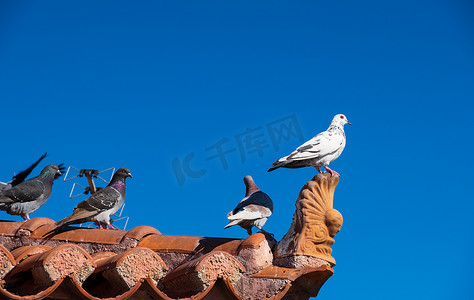费拉尔鸽子（科伦巴利维亚国内）在建筑瓷砖屋顶