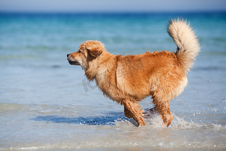 可爱的年轻 Elo 狗跑过海滨水