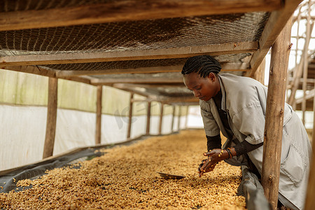 Side view of female worker cleaning hands from coffee beans during honey process at farm. Coffee production