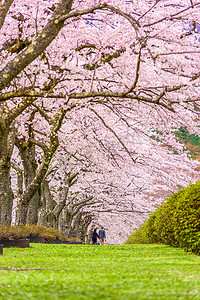富士摄影照片_富士仁坟场，日本静冈，春天