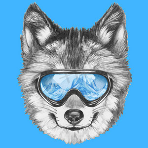 狼与滑雪护目镜
