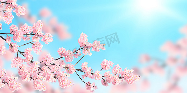 水平横幅，有粉红色的藏红花，背景阳光明媚。美丽的自然春光背景和盛开的樱花枝条.文本的复制空间