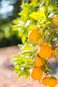 夏橙摄影照片_夏橙树