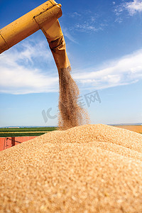 在收获后卸载小麦的丰收