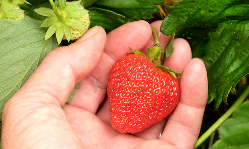 红草莓摄影照片_一只白种人手拿着红草莓 