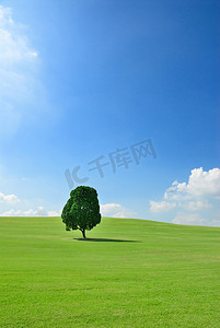 一棵树摄影照片_绿地中的一棵树