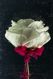 玫瑰花黑色摄影照片_美丽嫩白玫瑰花和黑色粉红色墨水特写视图 