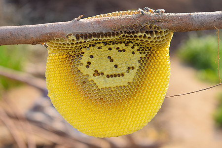 蜂蜜梳上的蜜蜂特写