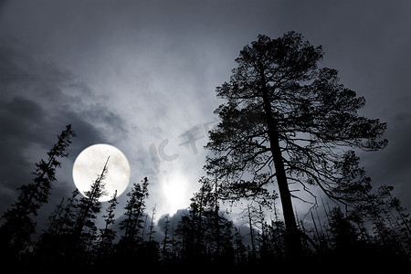 阴森的手摄影照片_幽灵森林与大满月