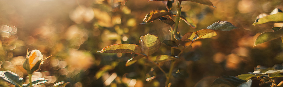 玫瑰花丛的近景,花蕾,横幅