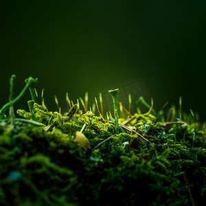 春天，在森林地面上生长着美丽的苔藓特写。林地里的小自然景观。地面的浅水区。北欧的春天风景.