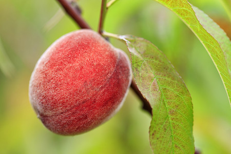 大成熟的甜桃生长在树枝上，特写