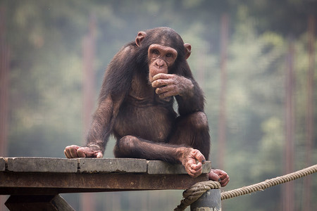 宝贝黑猩猩在沉思的表情.