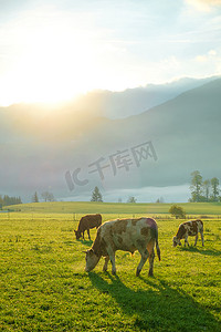 葱郁的绿色草地上放牧的奶牛