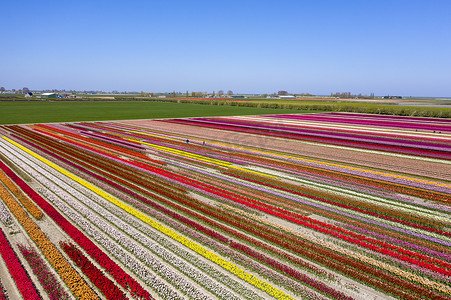 荷兰春天,一张用郁金香装饰的美丽花景的无人机照片.相反的颜色会让你很开心.