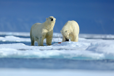 野生动物场景与北极熊