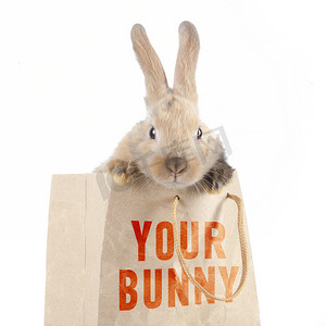 兔子在一个纸袋