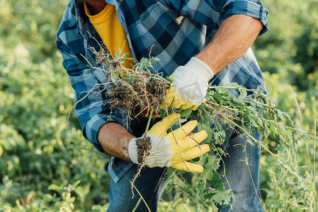 农民穿着格子衬衫和手套在田里干活时拿着杂草的剪影