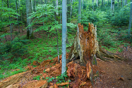 原始森林摄影照片_斯洛伐克Stuzica原始山毛榉森林内腐烂的老树干.