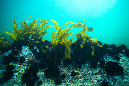 美丽的海带海藻