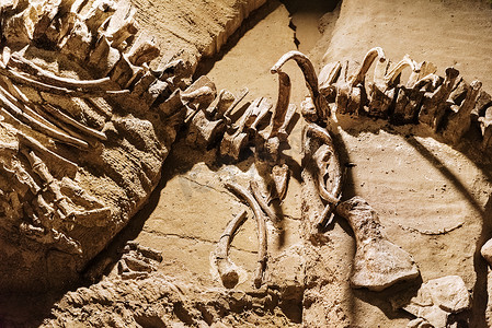 博物馆墙上的假化石