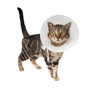 surgery摄影照片_Cat wearing medical cone