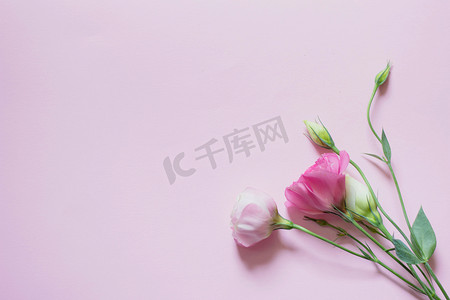 tender摄影照片_Tender white and pink eustoma flowers on pink background, flat lay, top view