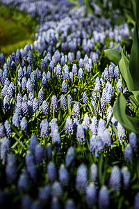 美丽的蓝色葡萄风信子花在春天的花园绽放。装饰壁纸与紫罗兰色的麝香忽略花开花在春天。自然之美海报。充满活力的自然色彩