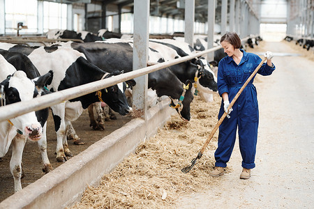 快乐的年轻农民或当代奶牛场的工人一边站在一排黑白相间的奶牛旁边一边用干草叉干活