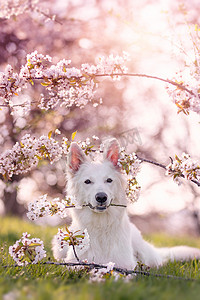 雪白的摄影照片_春天里，雪白的牧羊犬躺在樱花下，阳光普照，嘴里衔着一枝盛开的樱花