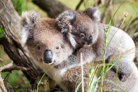 熊妈妈和熊宝宝摄影照片_澳大利亚考拉熊宝宝和妈妈在一棵树的底部.