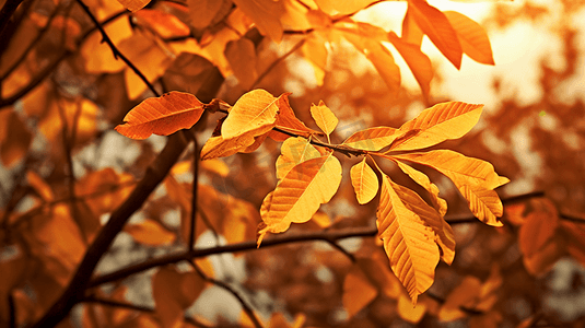 秋天的黄叶摄影照片_秋天的黄叶摄影图
